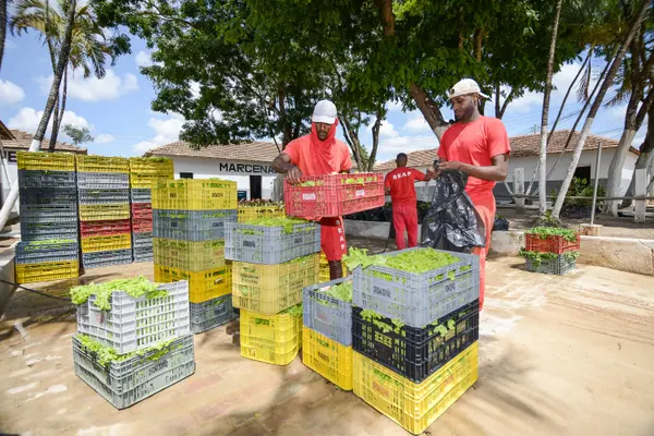 Sistema prisional mineiro doa 100 toneladas de hortaliças produzidas por detentos