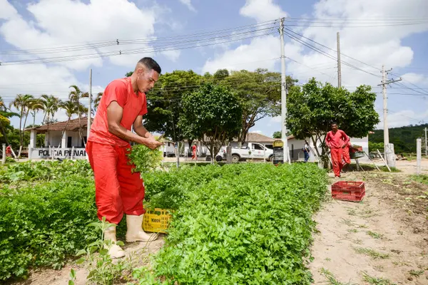 Sistema prisional mineiro doa 100 toneladas de hortaliças produzidas por detentos
