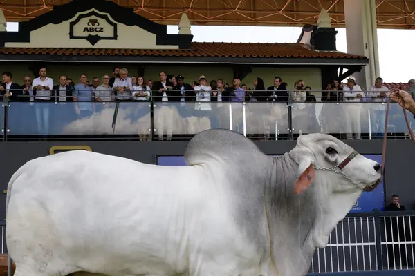 Governador participa da abertura da 88ª edição da Expozebu, em Uberaba