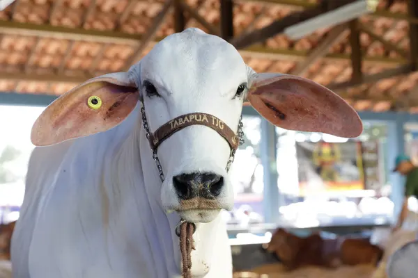 Governador participa da abertura da 88ª edição da Expozebu, em Uberaba