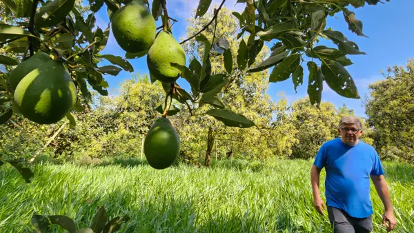Agroindústria familiar de São Sebastião do Paraíso investe em linha de produtos derivados do abacate