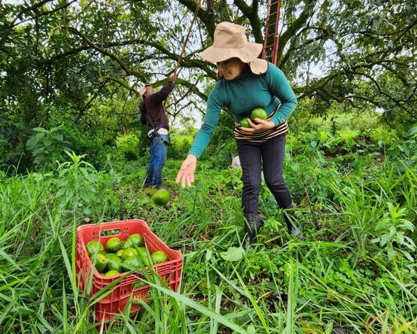 Agroindústria familiar de São Sebastião do Paraíso investe em linha de produtos derivados do abacate