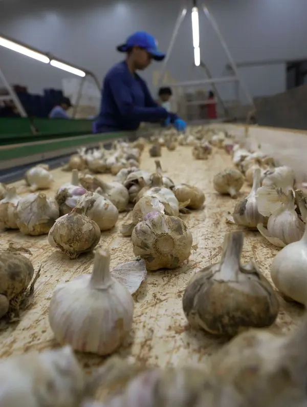 Setor agropecuário mineiro gera mais de 1,9 mil empregos com carteira em julho 