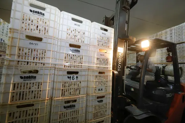 Setor agropecuário mineiro gera mais de 1,9 mil empregos com carteira em julho 