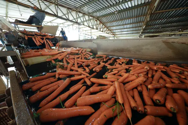 Setor agropecuário mineiro gera mais de 1,9 mil empregos com carteira em julho 