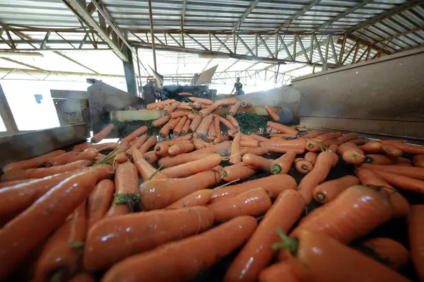 Setor agropecuário mineiro gera mais de 1,9 mil empregos com carteira em julho 