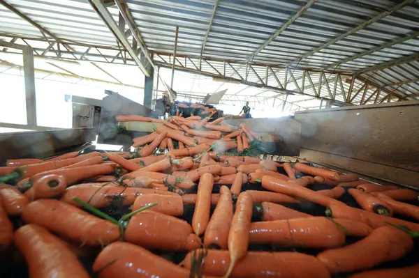 Setor agropecuário mineiro gera mais de 1,9 mil empregos com carteira em julho 