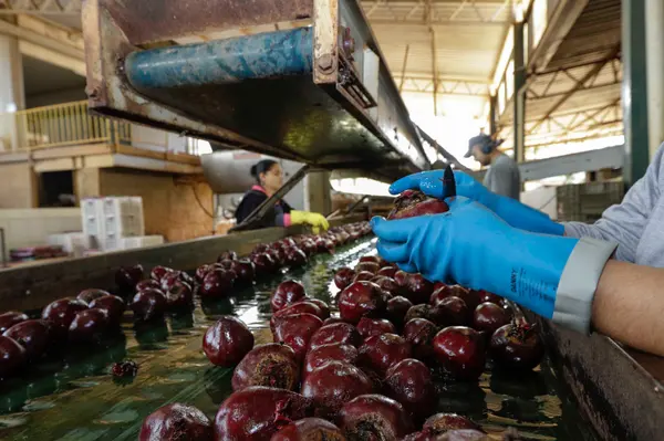 Setor agropecuário mineiro gera mais de 1,9 mil empregos com carteira em julho 