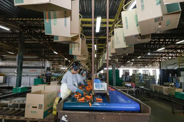 Setor agropecuário mineiro gera mais de 1,9 mil empregos com carteira em julho 