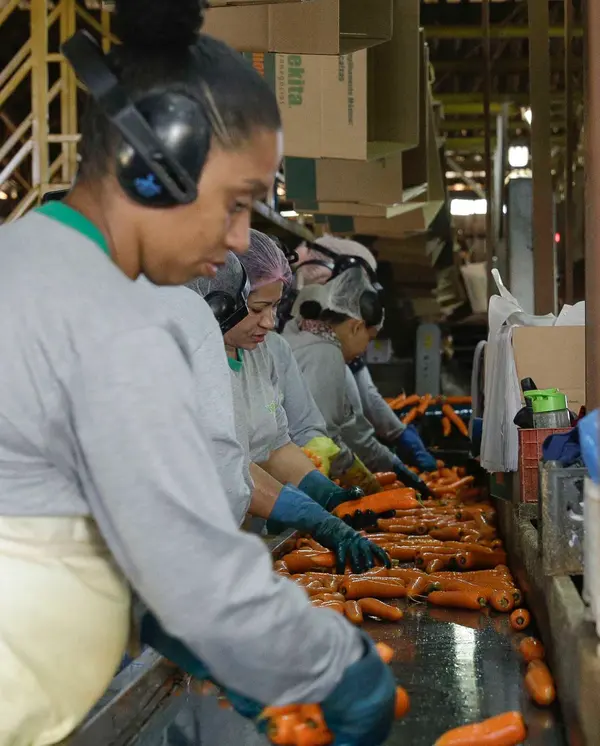 Setor agropecuário mineiro gera mais de 1,9 mil empregos com carteira em julho 