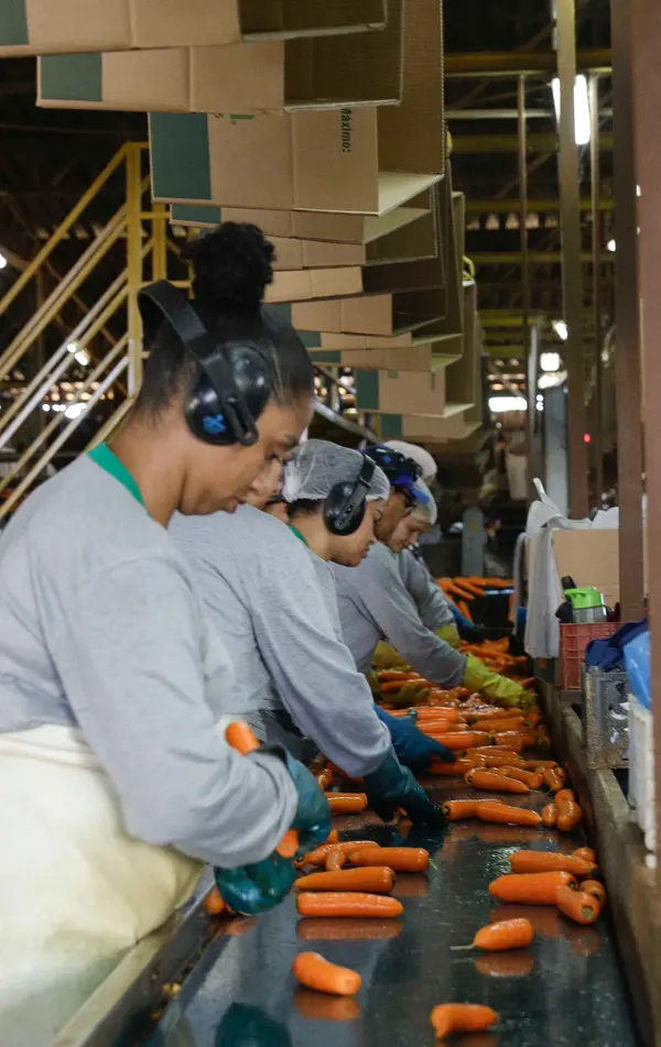 Setor agropecuário mineiro gera mais de 1,9 mil empregos com carteira em julho 