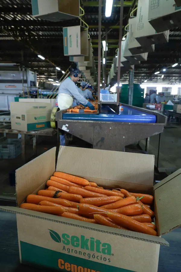 Setor agropecuário mineiro gera mais de 1,9 mil empregos com carteira em julho 