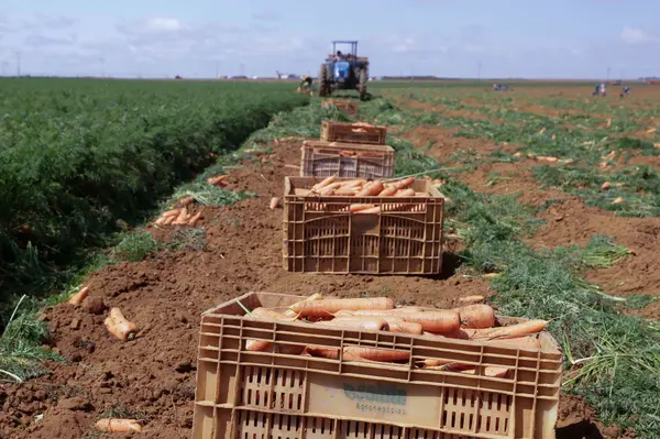 Setor agropecuário mineiro gera mais de 1,9 mil empregos com carteira em julho 
