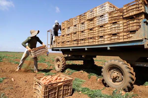 Setor agropecuário mineiro gera mais de 1,9 mil empregos com carteira em julho 