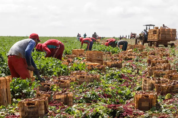 Setor agropecuário mineiro gera mais de 1,9 mil empregos com carteira em julho 