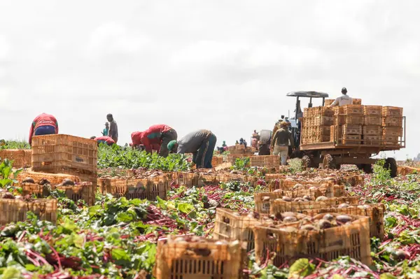 Setor agropecuário mineiro gera mais de 1,9 mil empregos com carteira em julho 