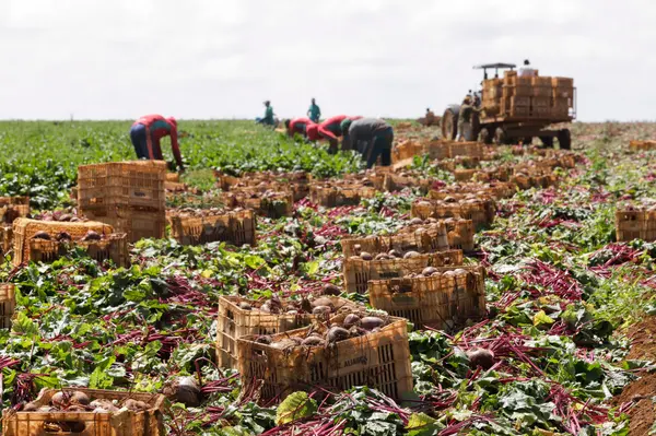 Setor agropecuário mineiro gera mais de 1,9 mil empregos com carteira em julho 