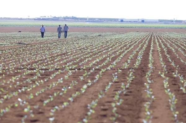 Setor agropecuário mineiro gera mais de 1,9 mil empregos com carteira em julho 