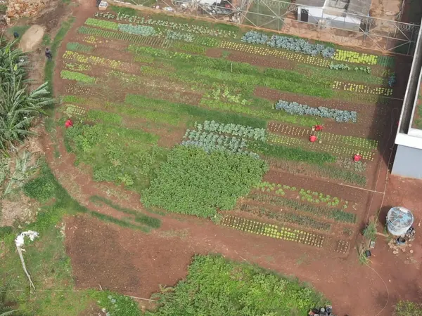 Cem toneladas de verduras plantadas em presídios beneficiam 184 instituições filantrópicas em Minas Gerais