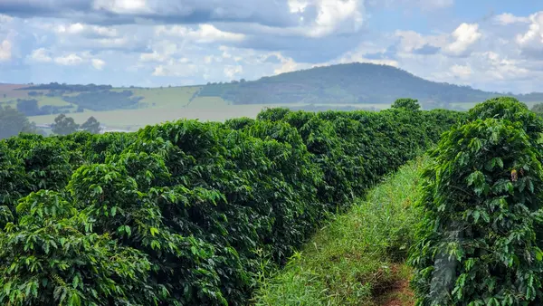 Minas apresenta Plataforma SeloVerde, desenvolvida em conjunto com a União Europeia