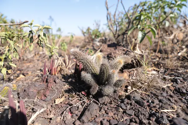 Cacto Arthrocereus glaziovii