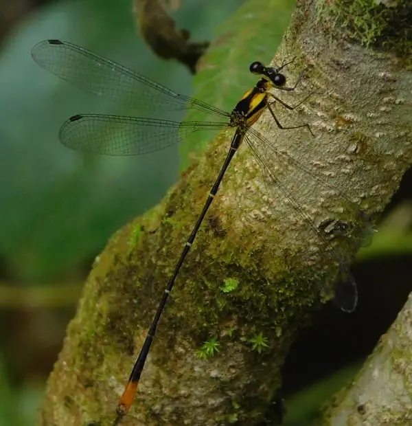 Libélula Heteragrion itacolomii