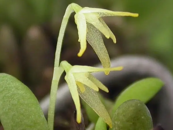 Orquídea Anathallis ourobranquensis