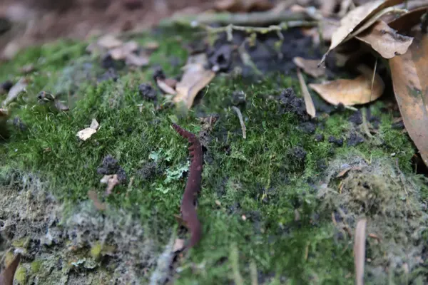 Peripatus acacioi é o invertebrado considerado um fóssil vivo de 350 milhões de anos