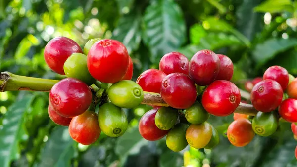 Minas Gerais exporta primeiro lote de café em conformidade com as novas regras da União Europeia
