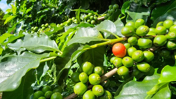 Minas Gerais exporta primeiro lote de café em conformidade com as novas regras da União Europeia