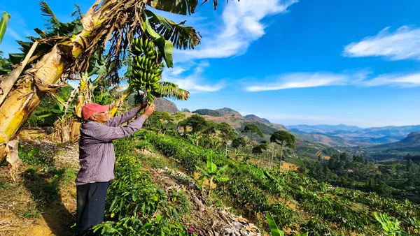 Gilmar Barbosa  produz café e banana