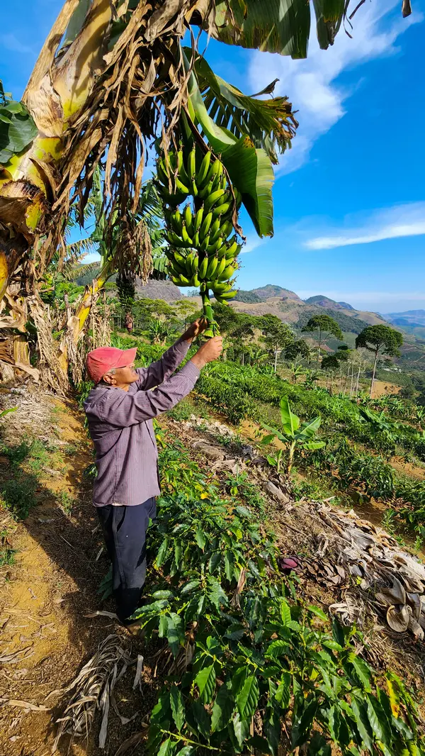Gilmar Barbosa  produz café e banana