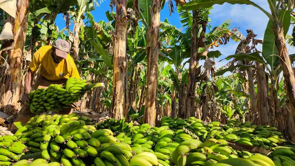Programa do Governo de Minas fortalece o cooperativismo na agricultura familiar