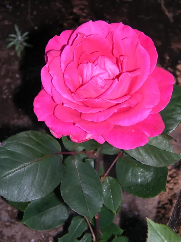 Produtores de flores de Minas comemoram aquecimento do setor