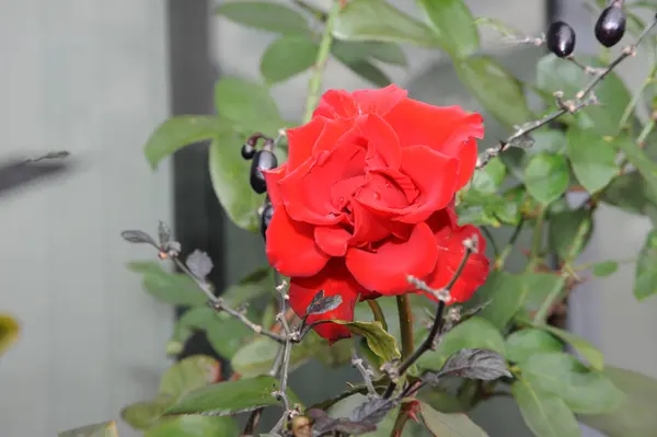 Produtores de flores de Minas comemoram aquecimento do setor