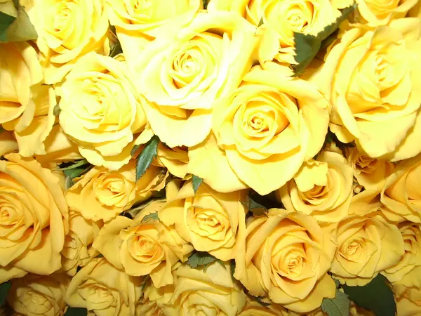 Produtores de flores de Minas comemoram aquecimento do setor