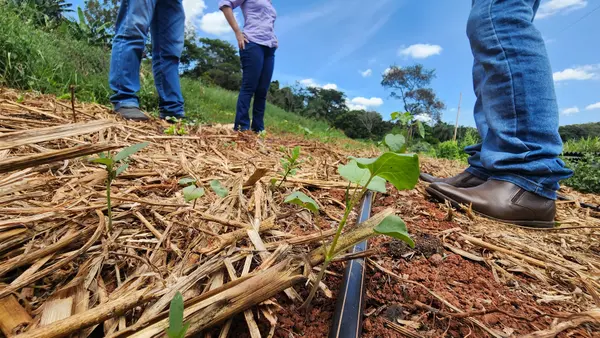Projeto que cuida da saúde do solo vai abranger 1,8 mil propriedades rurais de Minas Gerais