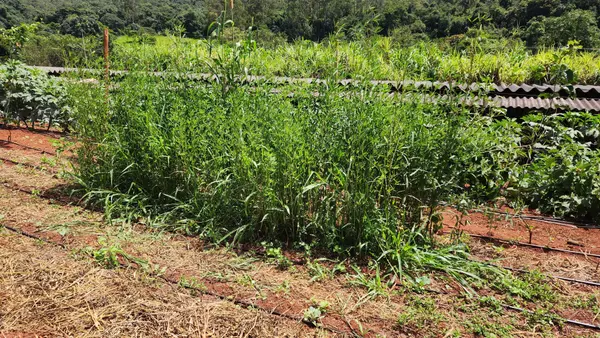 Projeto que cuida da saúde do solo vai abranger 1,8 mil propriedades rurais de Minas Gerais