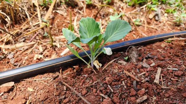 Projeto que cuida da saúde do solo vai abranger 1,8 mil propriedades rurais de Minas Gerais