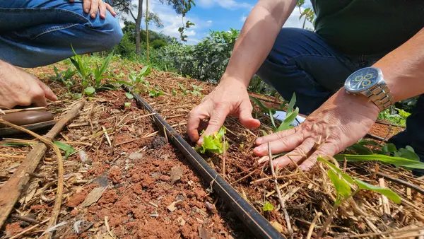Projeto que cuida da saúde do solo vai abranger 1,8 mil propriedades rurais de Minas Gerais