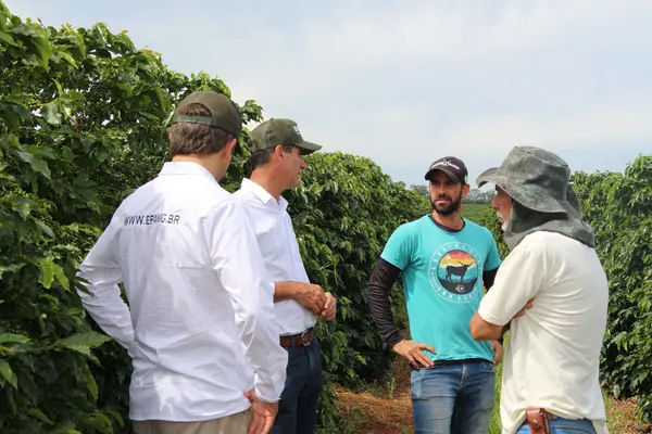 Melhoramento genético impulsiona qualidade e produtividade do café de Minas Gerais 