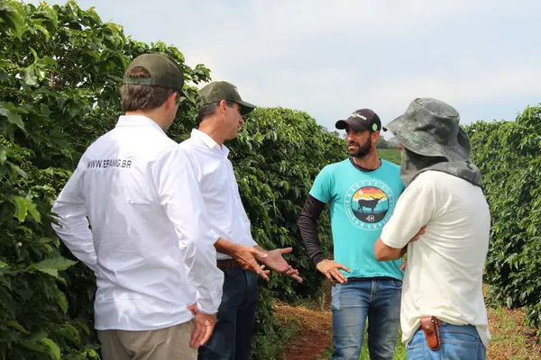 Melhoramento genético impulsiona qualidade e produtividade do café de Minas Gerais 