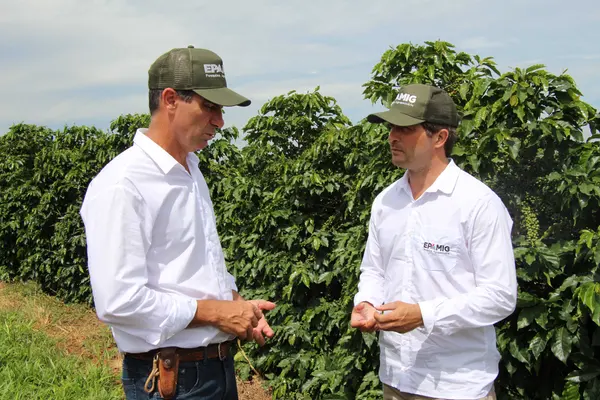 Melhoramento genético impulsiona qualidade e produtividade do café de Minas Gerais 