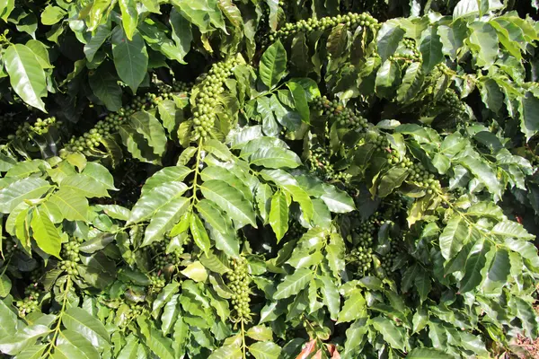Melhoramento genético impulsiona qualidade e produtividade do café de Minas Gerais 