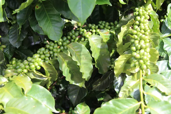 Melhoramento genético impulsiona qualidade e produtividade do café de Minas Gerais 