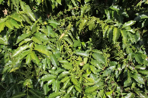 Melhoramento genético impulsiona qualidade e produtividade do café de Minas Gerais 