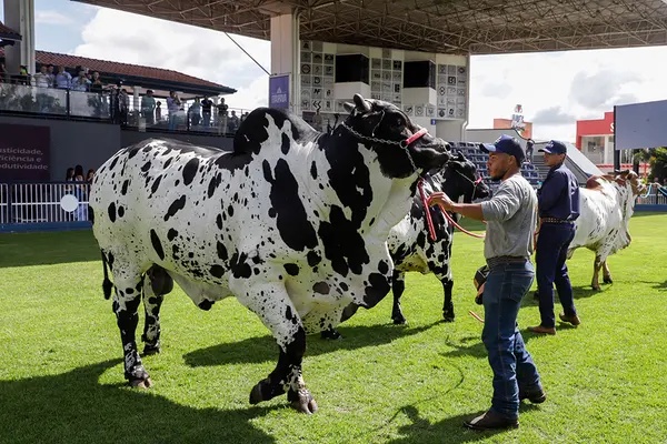 Governador participa da abertura da 90ª edição da tradicional ExpoZebu, em Uberaba