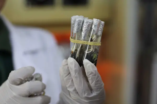 Tecnologia mineira impulsiona uso da macaúba como biocombustível para a aviação