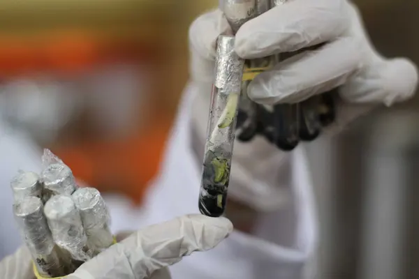 Tecnologia mineira impulsiona uso da macaúba como biocombustível para a aviação