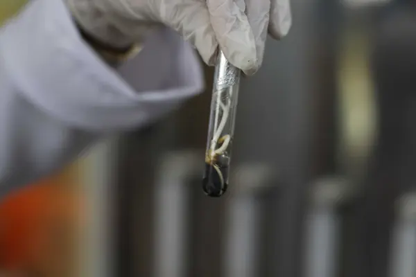 Tecnologia mineira impulsiona uso da macaúba como biocombustível para a aviação